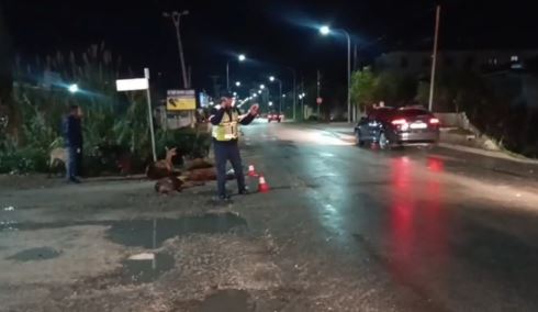 Aksident në Lushnje, drejtuesja e mjetit godet një tufë me bagëti