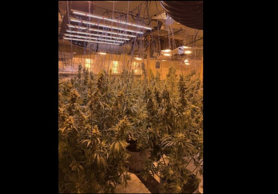 Belgjika mbushet me kanabis nga shqiptarët/ Arrestohet 30-vjeçarja, ngriti ‘shtëpi bari’ profesionale