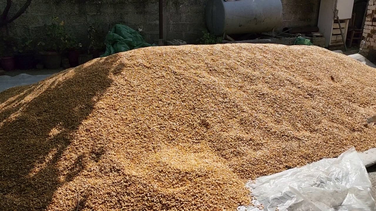 Bllokohen 420 ton misër në Han i Hotit, dyshohet se përmban toksina kancerogjene, rrezik për kafshët dhe njerëzit