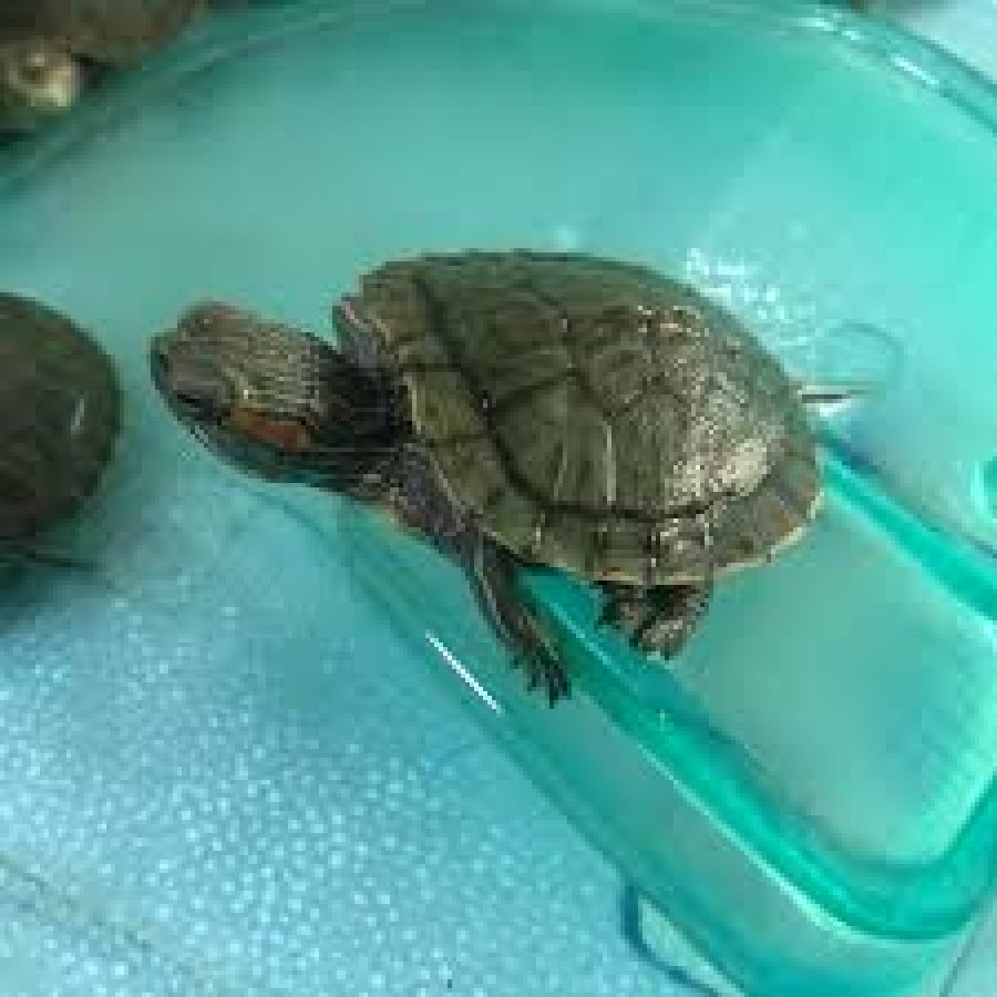 Breshkat mund ta ndiejnë fushën magnetike të tokës. Disa edhe vallëzojnë kur e ndiejnë