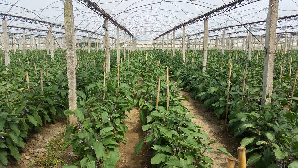 Buxheti 2026/ Xhixho: Bujqësia në Shqipëri, e harruar dhe e pambështetur nga qeveria