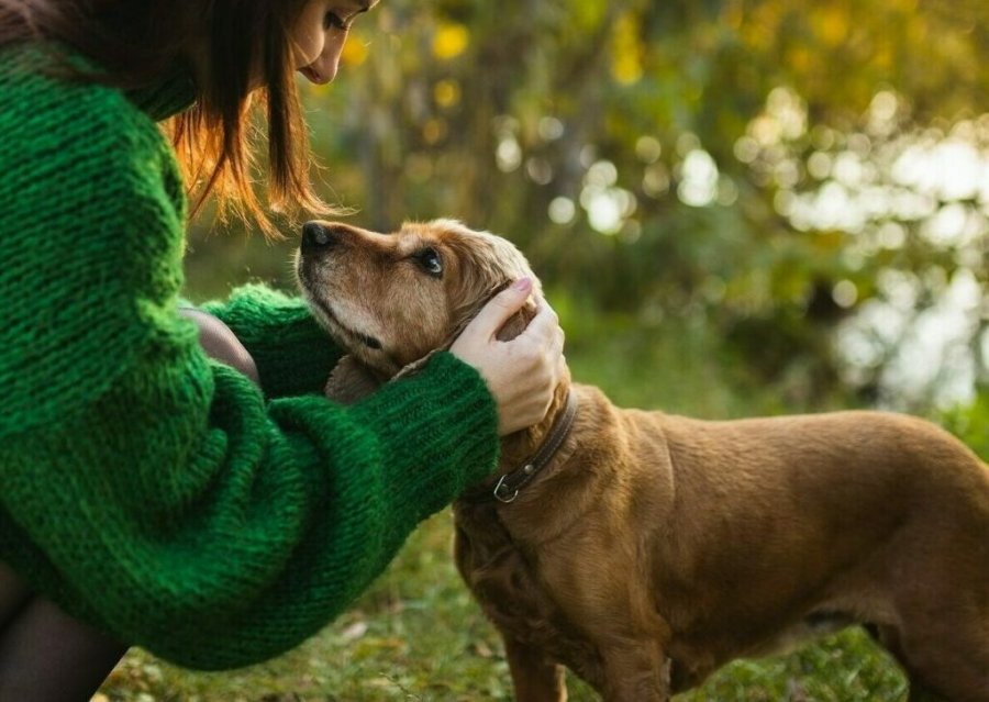 Çfarë ndjejnë qentë kur i përkëdhelim?