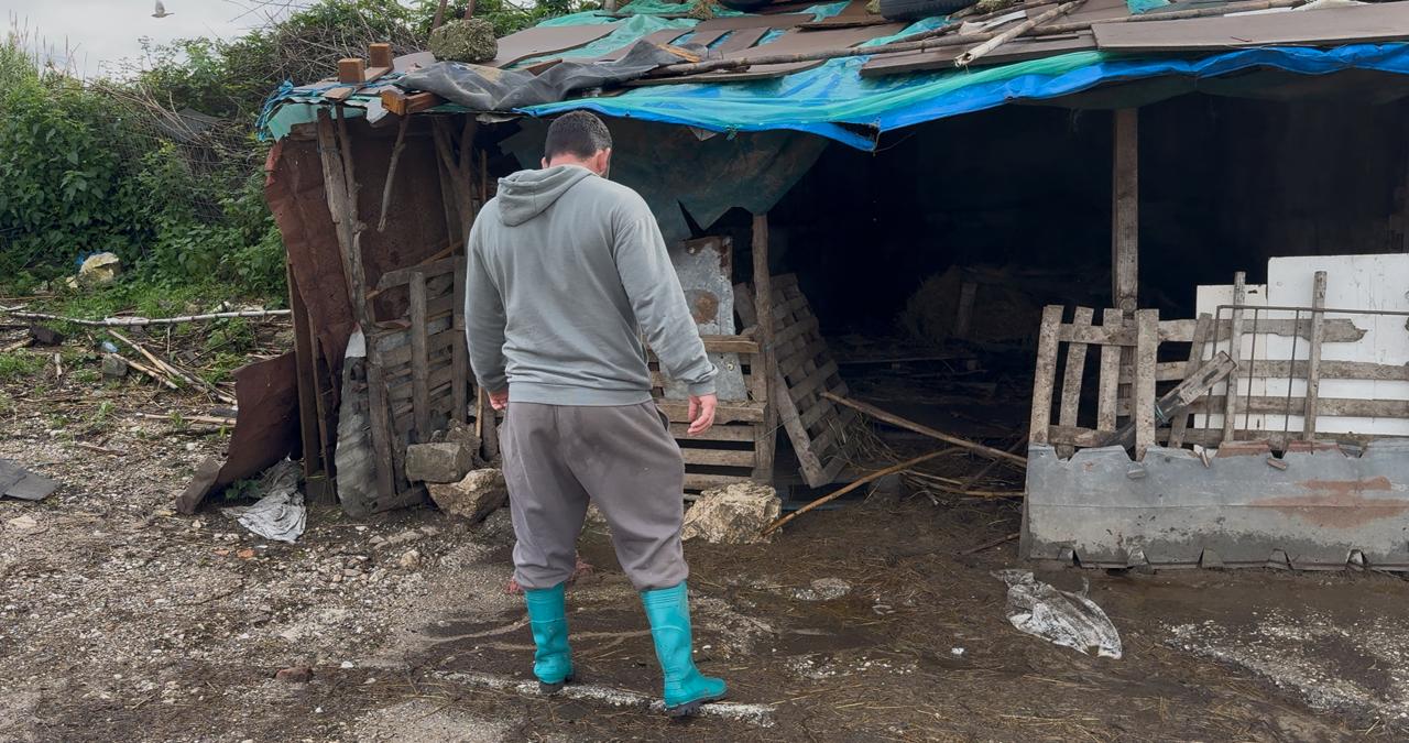 Dëme të mëdha nga përmbytjet në Sarandë, fermeri humb 226 krerë bagëti – VIDEO