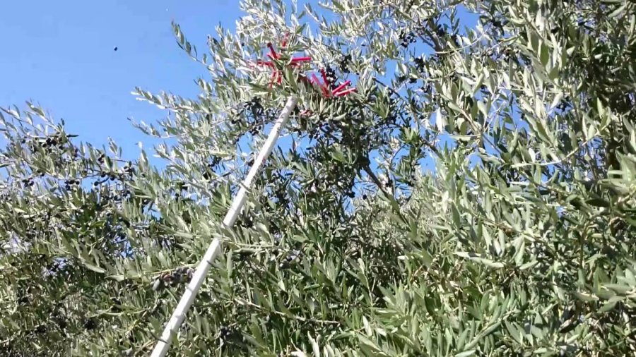 E rëndë në Berat, 43-vjeçari po mblidhte ullinjtë, bie nga pema dhe gjen vdekjen