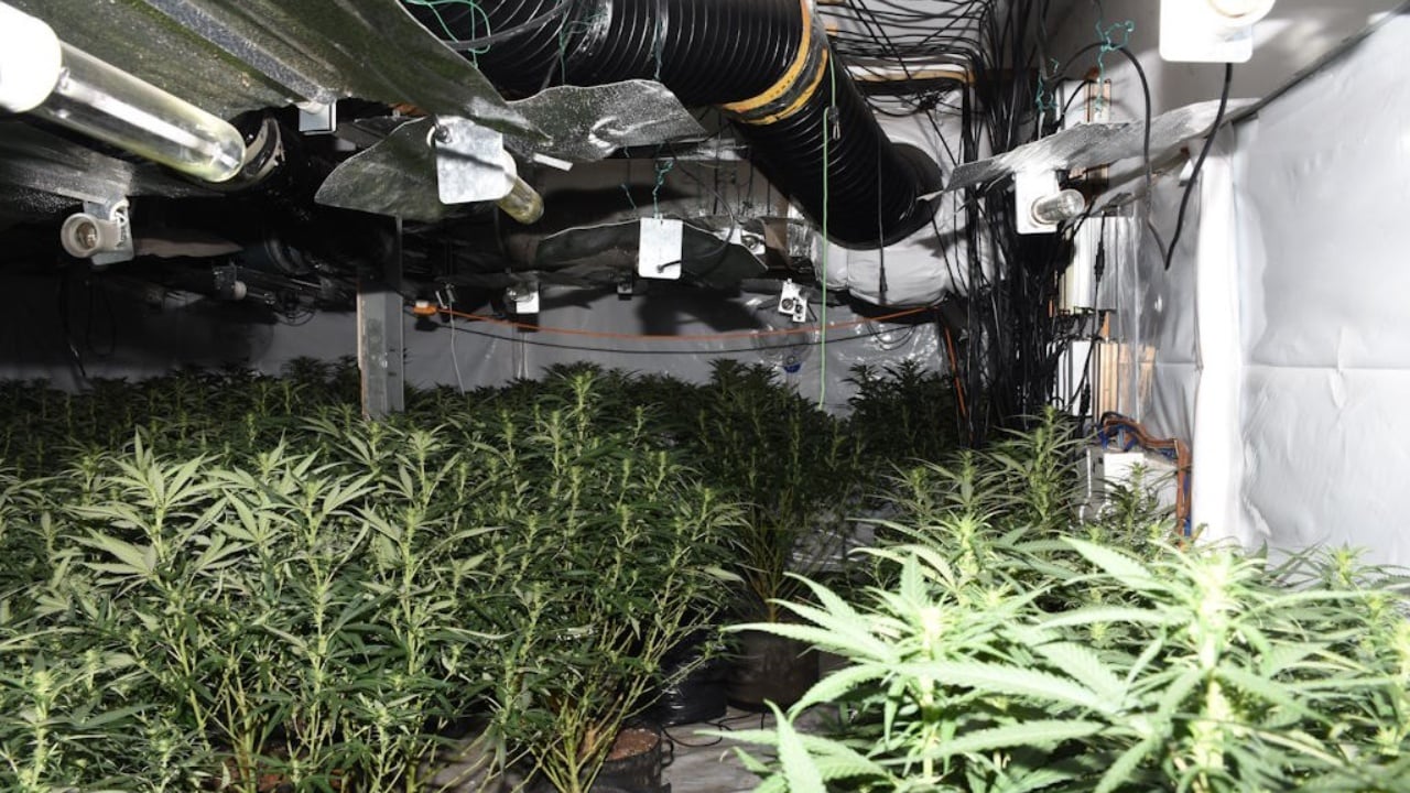 Emrat dhe fotot/ Policia angleze u ‘korr’ para kohe 230 rrënjë kanabis 4 shqiptarëve