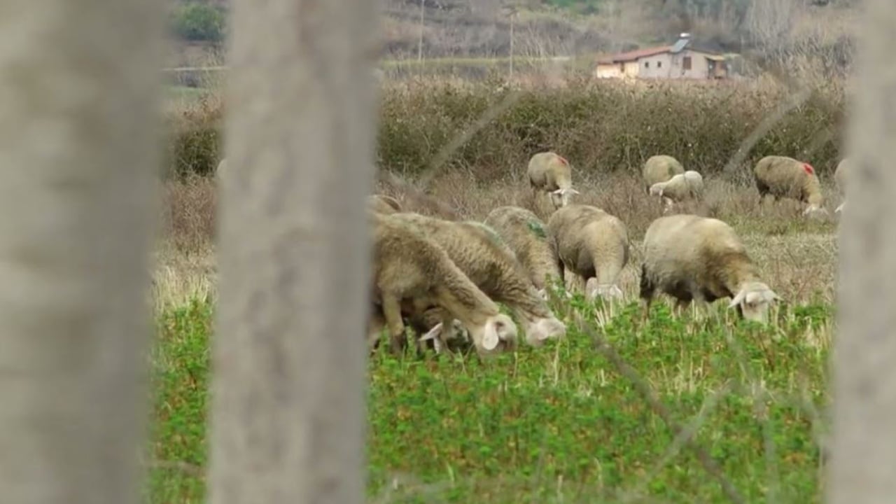 EMRAT/ Prokuroria zbulon skemën korruptive të AZHBR në Korçë, si u merrnin nga 500 mijë lekë inspektorët fermerëve për t’i kualifikuar në subvencione