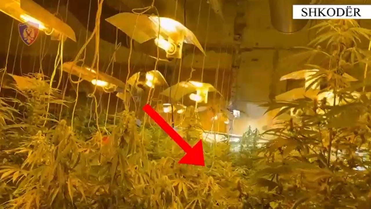(EMRAT) Zbulohet “shtëpi bari” në Shkodër, tre të arrestuar për kultivim kanabisi me llamba