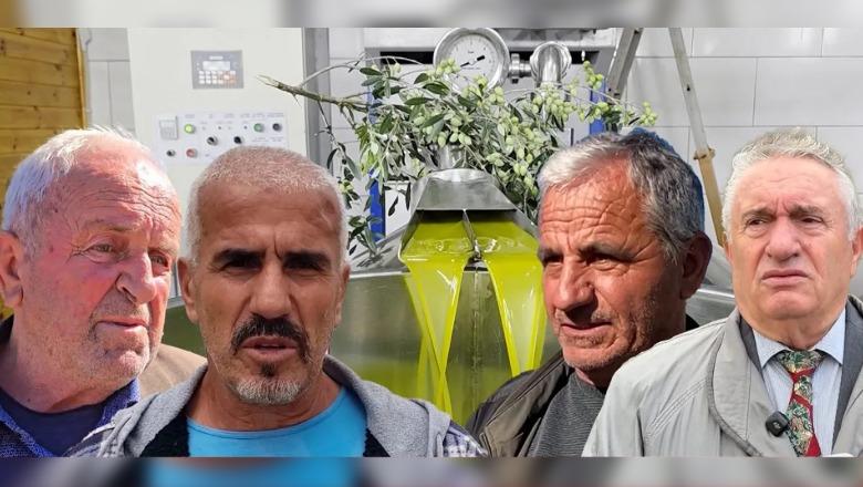 Fermerët paralajmërojnë më pak vaj ulliri në treg, rendiment i ulët, por cilësi e lartë