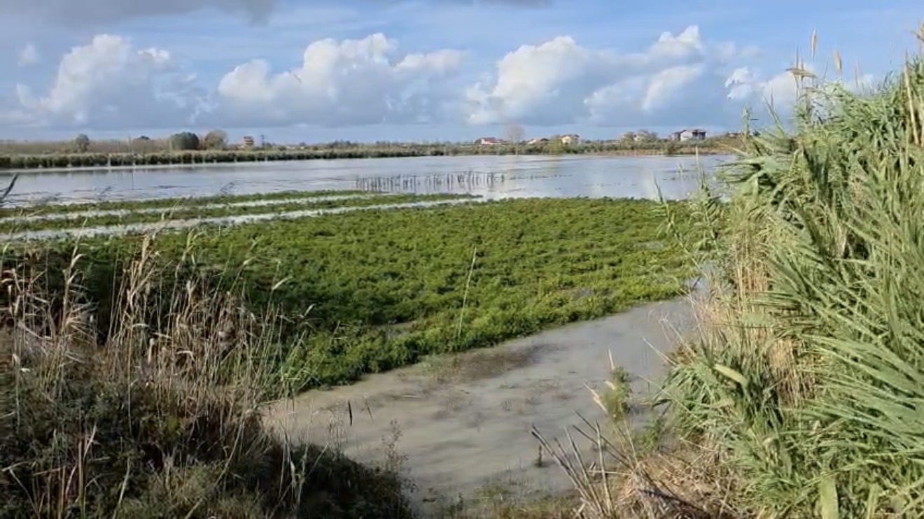Fier – Prurjet e Vjosës shënojnë pikun, drejt normalizimit të situatës; qindra hektarë tokë bujqësore nën ujë në Çerven dhe Kashisht