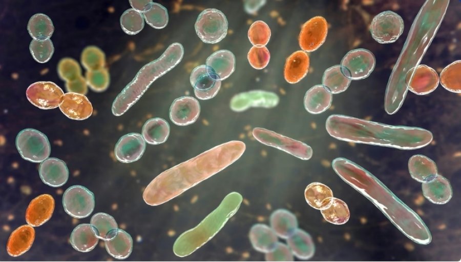 Flora e zorrëve rikuperohet pas një kure të vetme me antibiotikë për muaj të tërë