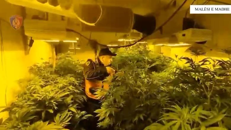 Kanabis me llamba/ Mbi 1100 rrënjë të sekuestruara, arrestohen dy kushërinjtë dhe shpallet në kërkim 33-vjeçari