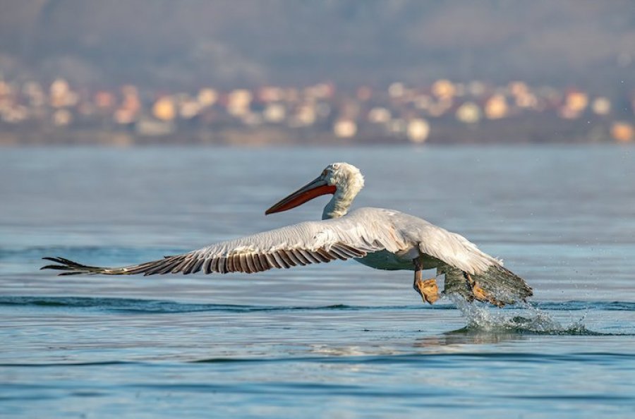 Kolonia më e madhe në botë e Pelikanit Dalmat/ Shpëtimi i Liqenit të Prespës përmes aktivizmit ndërkufitar