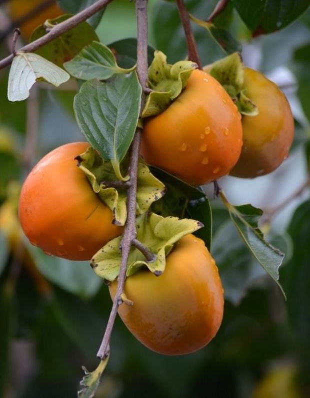 Konsiderohen ‘Ushqimi i Perëndive’, ja pse duhet t’i konsumoni sa më shpesh hurmat