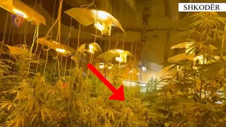 Kultivimi i bimëve narkotike në ambientet e mbyllura, pranga tre personave në Shkodër