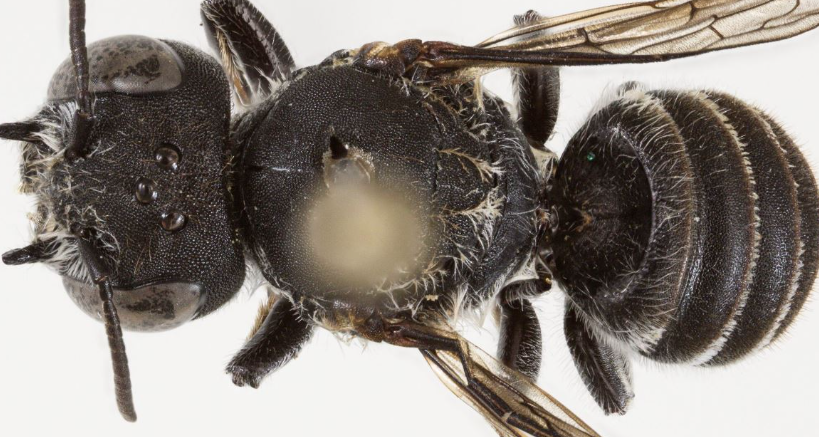 “Lucifer”, biologët zbulojnë një lloj të re blete në Australi