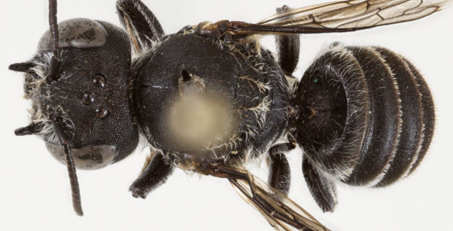 ‘Lucifer’, zbulohet një specie e re blete në Australi