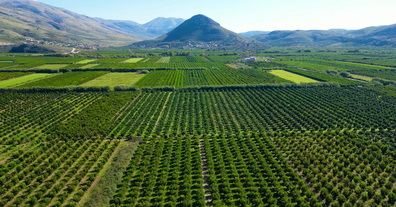 Mandarinat e Konispolit mbeten në degë, fermerët me sytë nga Zoti dhe Qeveria – VIDEO