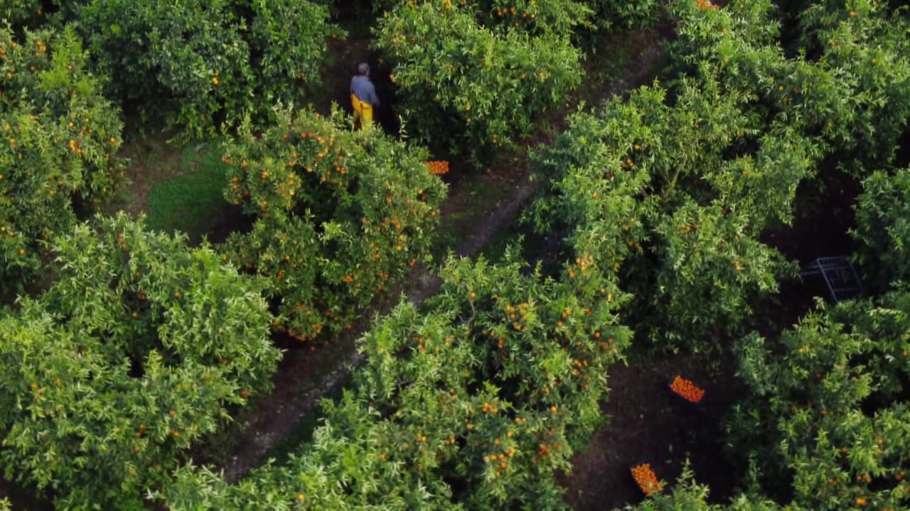 “Mandarinat i kemi të pastra”, fermerët e Xarrës në Sarandë janë dëmtuar nga lajmet për pesticidet në agrume