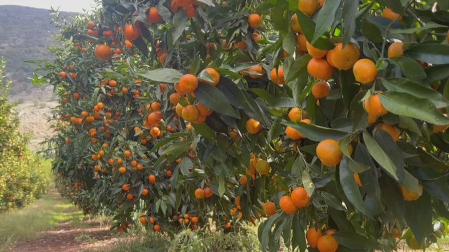 Mandarinat me pesticide? Fermerët e Xarës kryejnë analizat: Ne jemi të pastër