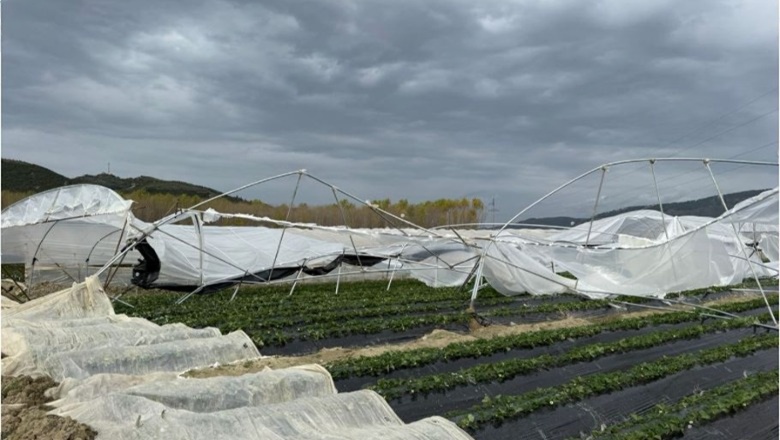 Moti i keq/ Dëmtohen 1.2 ha sera me luleshtrydhe, fermerët apel për ndihmë