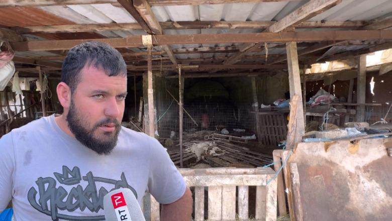 Moti i keq në Sarandë/ Fermeri: Stalla e bagëtive u përmbyt, 223 krerë të ngordhur, shteti të na ndihmojë