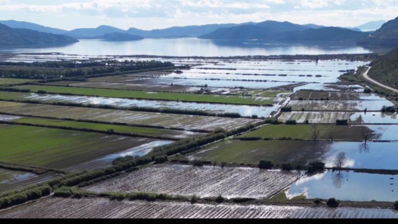 Moti i keq në Sarandë, rreth 700 krerë bagëti të imta të mbytura