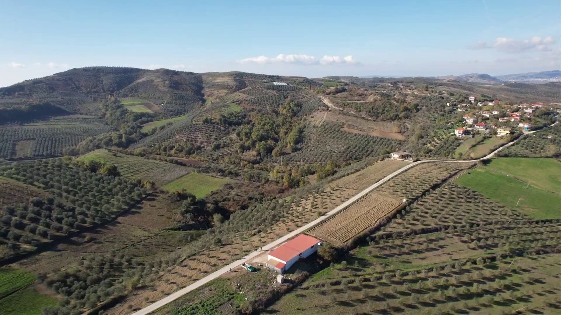 Në Lushnjë ulliri rrit fitimet, fermerët zëvendësuan drithërat me ullishte, por ankohen se nuk kanë punëtorë