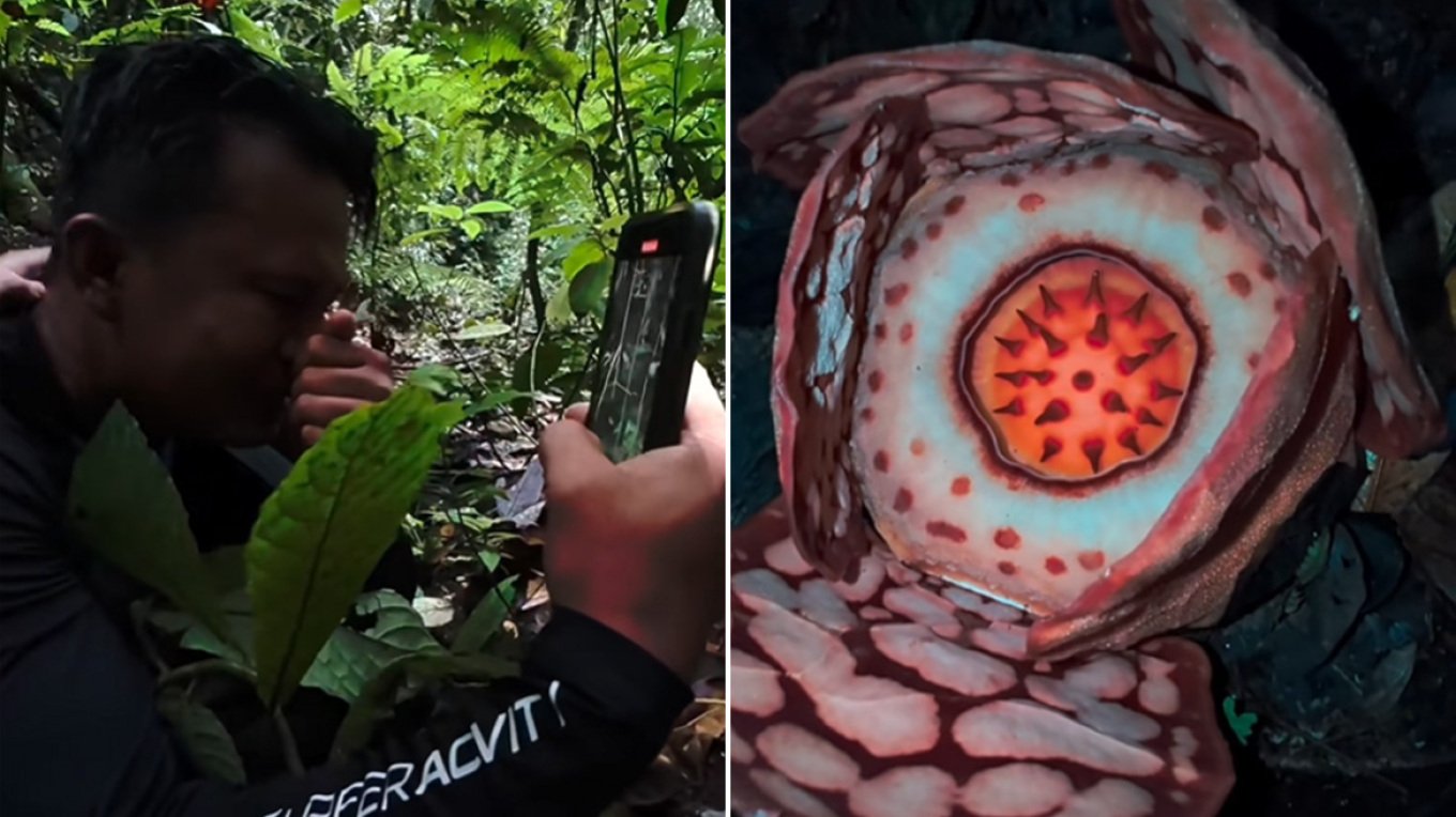 Një shkencëtar zbulon një nga bimët më të rralla në botë në Sumatra që… e bëri të qante