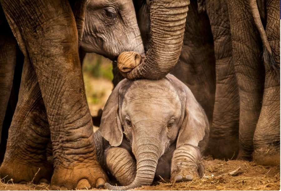 Numri i elefantëve të pyjeve afrikane në rrezik zhdukjeje është më i lartë nga sa mendohej më parë
