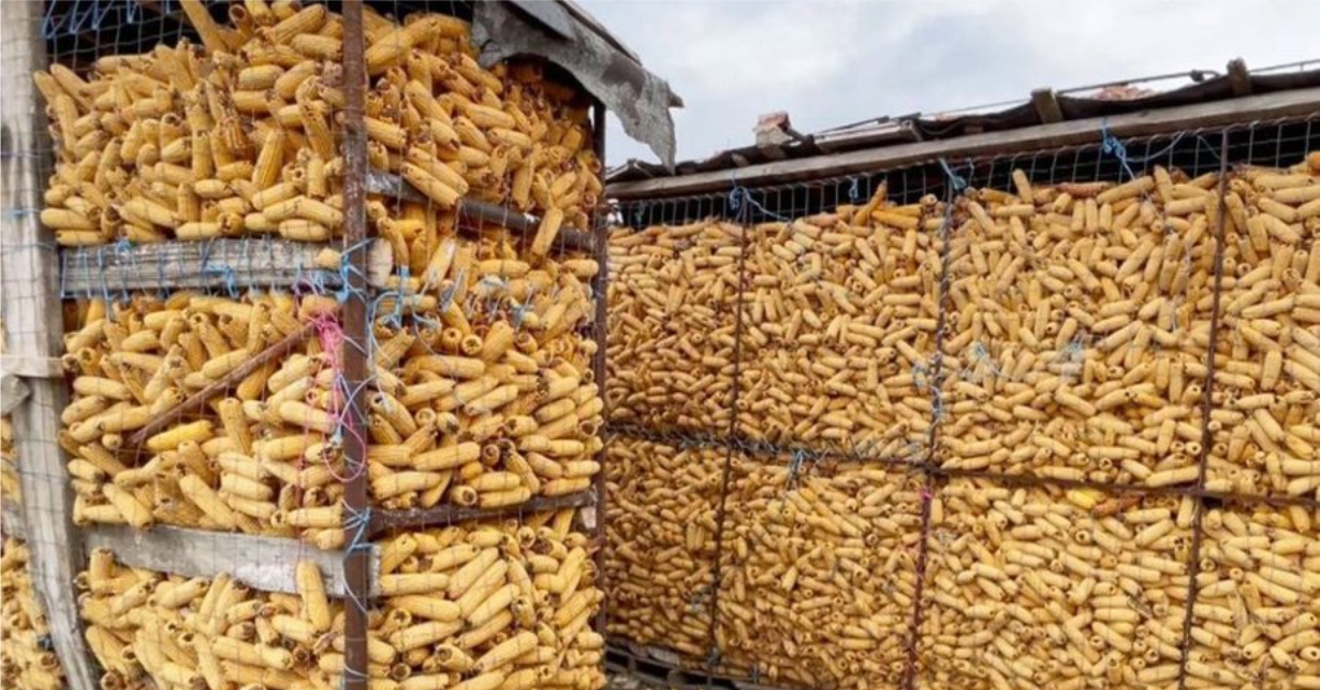 Pengohet furnizimi me “helm” nga Serbia, AKU Shkodër bllokon 420 ton misër me përbërës të rrezikshëm