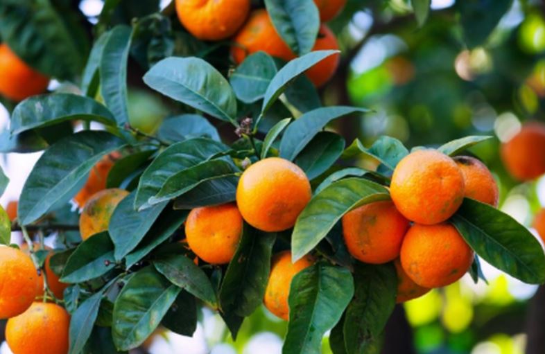 Përfitoni vitaminën C nga fruti më i preferuar i stinës, zbuloni çfarë efektesh sjell konsumi i mandarinave