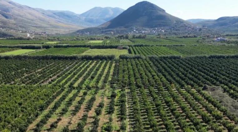 “Po penalizohemi padrejtësisht”/ Frikë nga pesticidet, mbi 60 mijë ton mandarina mbeten stok, reagojnë ashpër fermerët