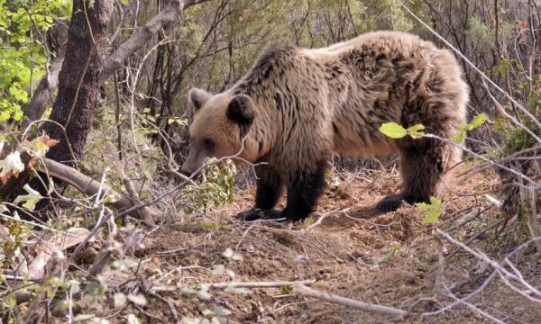 Policia: Ariu në Memaliaj ka ngordhur, po punojmë të zbulojmë kush e kapi në çark