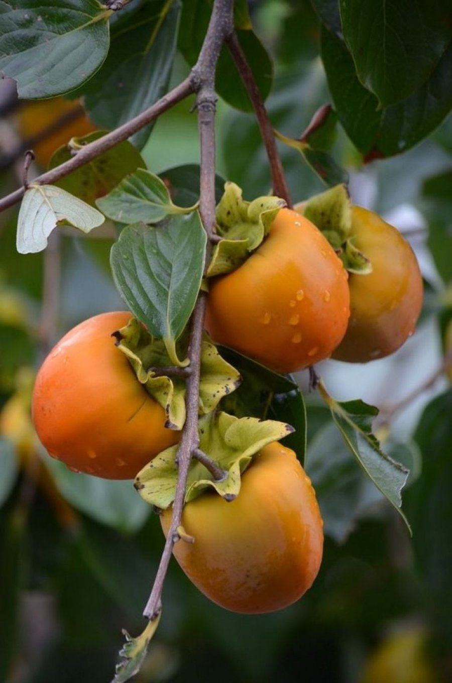 Pse duhet t’i konsumoni sa më shpesh hurmat