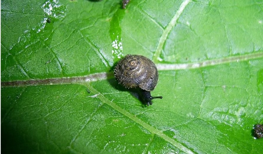 Pse shkencëtarët po garojnë për të shpëtuar këtë kërmill të rrallë ‘me qime’ që ka madhësinë e një thoi gishti