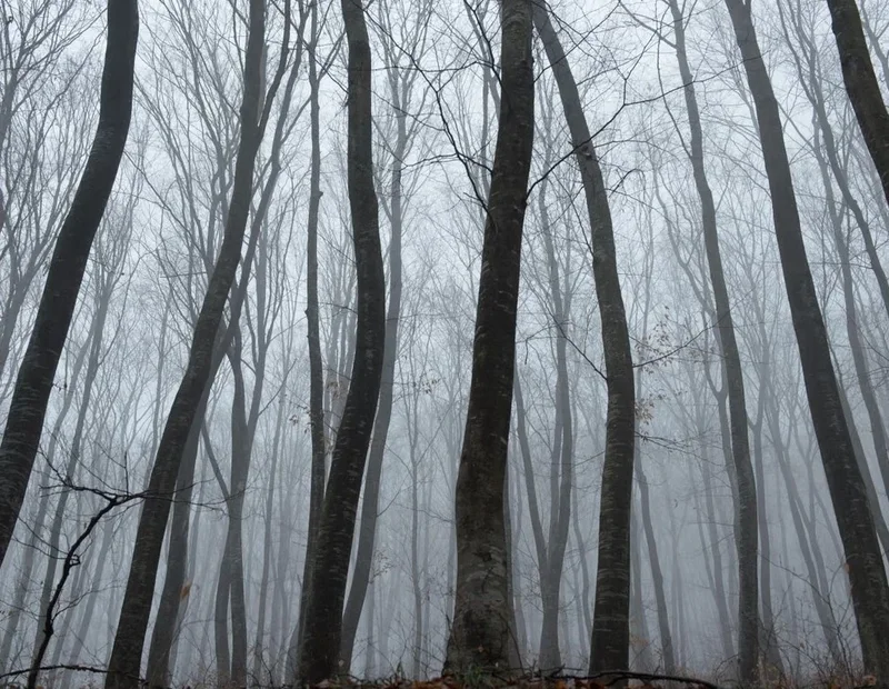 Pylli më i frikshëm në botë – Pemë të shtrembëruara, UFO dhe histori rrëqethëse, ja ku ndodhet