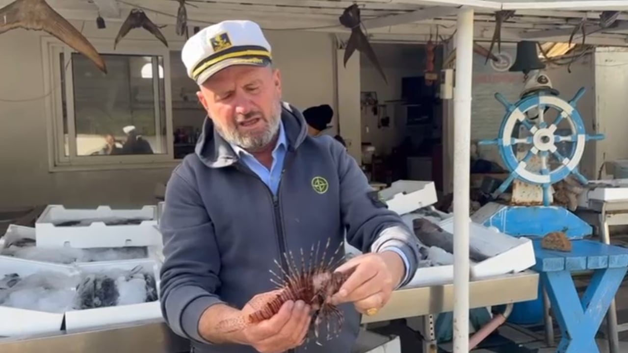 Rritet numri i ‘peshkut luan’ në Gjirin e Vlorës, rrezik për pushuesit dhe faunën detare