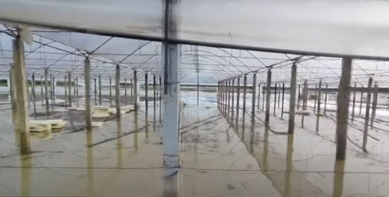 Semani nuk ‘fal’ as Fierin/ Alarm në Zharrëz, përmbytjet dëmtojnë dhjetëra hektarë me grurë