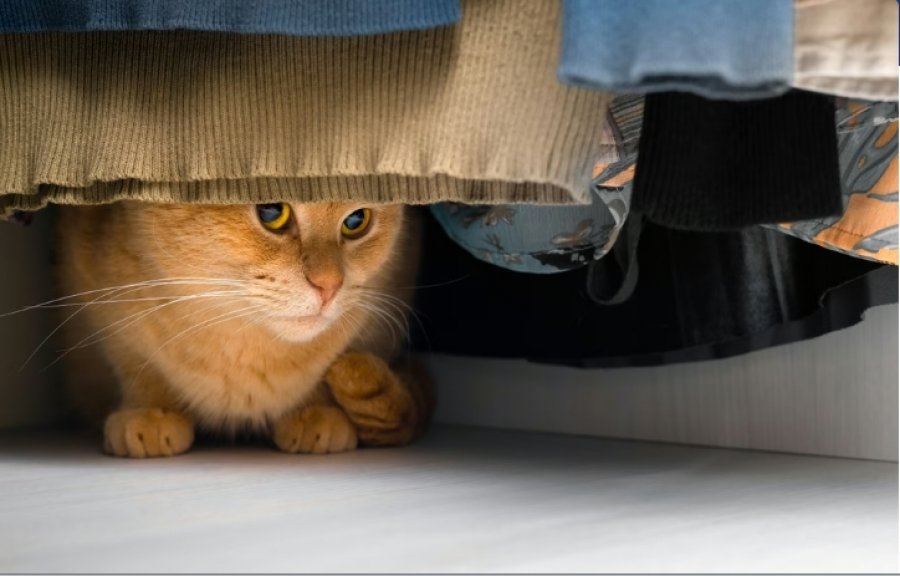 Sëmundjet kronike nuk njohin kufij: Kafshët vuajnë njësoj si njerëzit