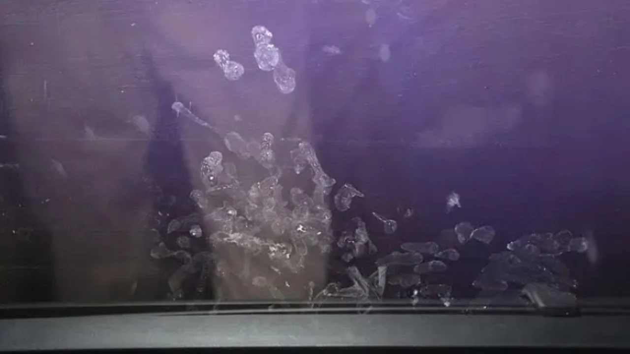 SHBA/ U harrua në makinën që mori flakë, humb jetën vajza 2-vjeçare, i ati po shihte video për të rritur