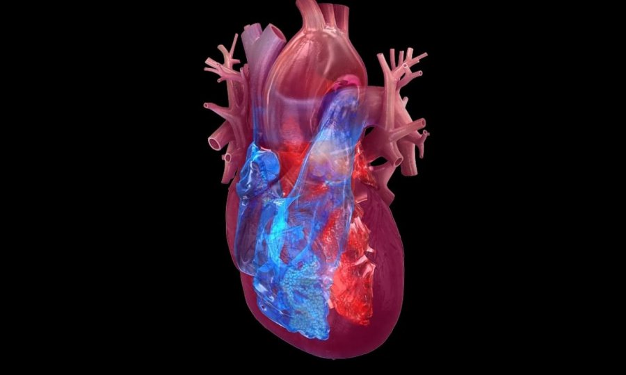 Shkencëtarët kanë gjetur një mënyrë për të ndihmuar zemrën e njeriut të shërohet vetë, gjetjet janë mbresëlënëse