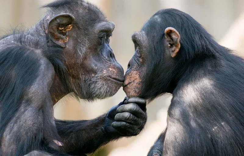 Shkencëtarët zbulojnë kur daton puthja e parë në botë
