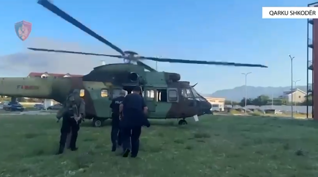 Shkodra kultivon 87% të totalit të kanabisit të zbuluar në gjithë vendin, Korça vetëm 4 fidanë