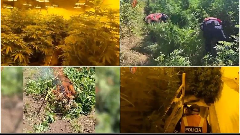 Shkodra strehë e kanabisit, kultivon 87% të totalit të zbuluar në gjithë vendin