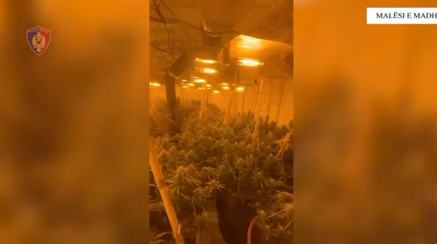 ‘Shtëpi bari në Malësinë e Madhe’/ Sekuestrohen 287 bimë dhe fidanë narkotikë, në pranga 22-vjeçari, në kërkim i ati