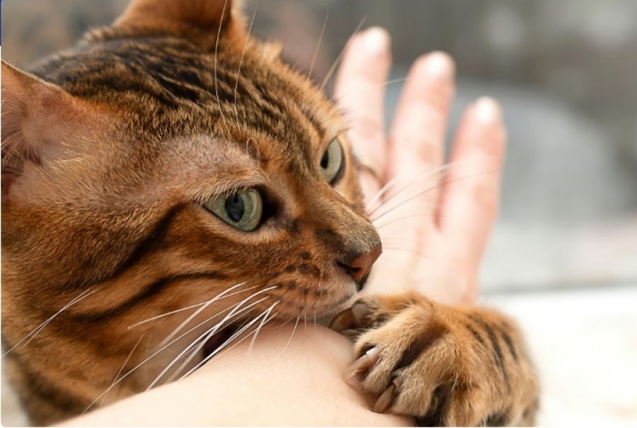 Studimi i ri ndryshon historinë e zbutjes së maceve: Zbulohet koha e mbërritjes në Evropë