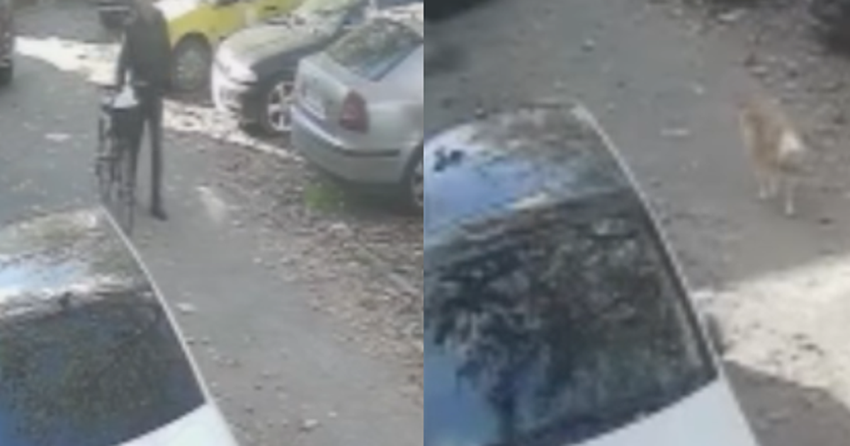 VIDEO shqetësuese: Tre punonjës të AMK-së fusin në “kurth” qenushin, momenti kur e helmojnë