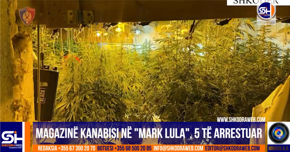 VIDEO – Zbulohet magazina e kanabisit në “Mark Lula”, arrestohen 5 persona, një shpallet në kërkim…