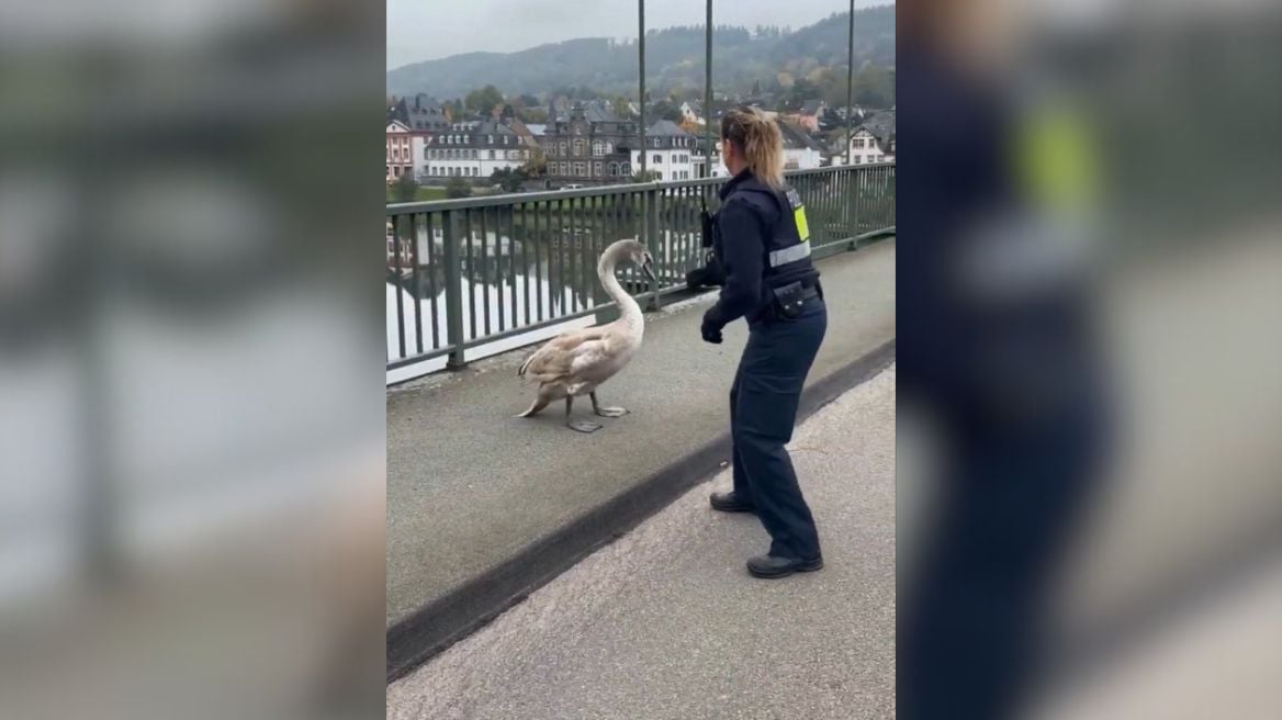 Videoja që po bën xhiron e rrjetit, policia gjermane “arreston” në mes të autostradës një… mjellmë
