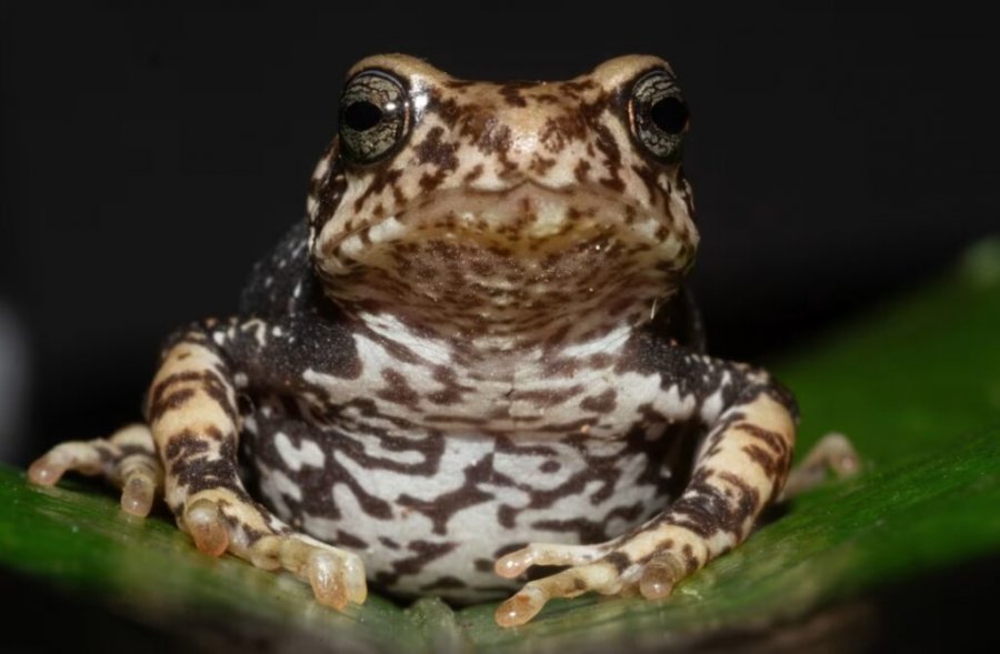 Zbulohen tre lloje thithëlopash, gëzojnë një veçori të rrallë